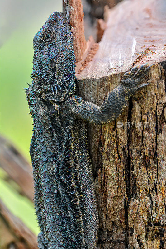 东方胡须龙(Pogona barbata)